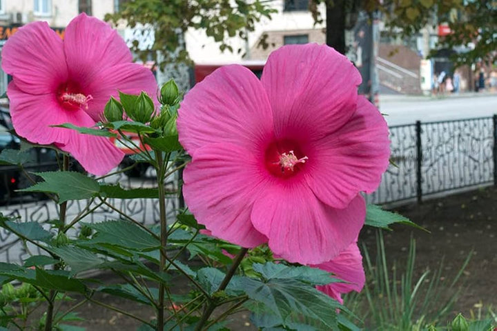 Giant Hibiscus Flower Seeds Pink For Growing – Heirloom, Non-GMO High Germination Seeds for Planting | Organic Garden Seeds