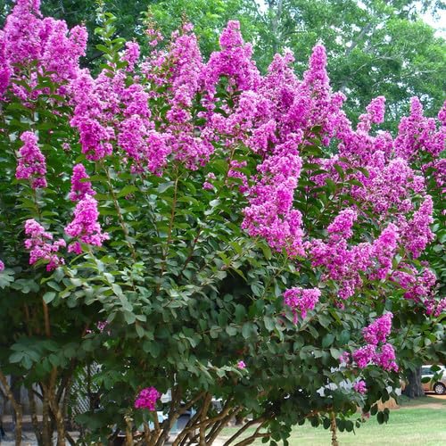 Pink Lagerstroemia Flower Seeds – Heirloom, Non-GMO, High Germination Organic Garden Seeds for Planting