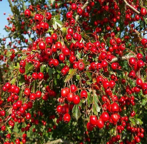 Red Crataegus Seeds for Planting – Heirloom, Non-GMO, High Germination Organic Garden Seeds