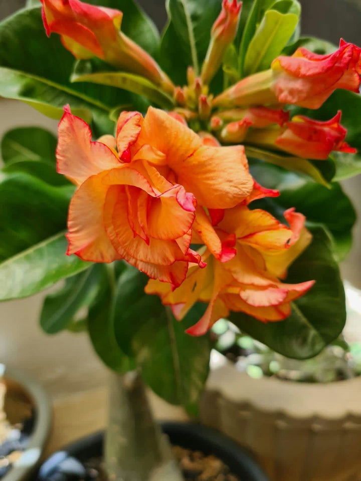 Orange Adenium Obesum Flower Seeds – Heirloom, Non-GMO, High Germination Seeds