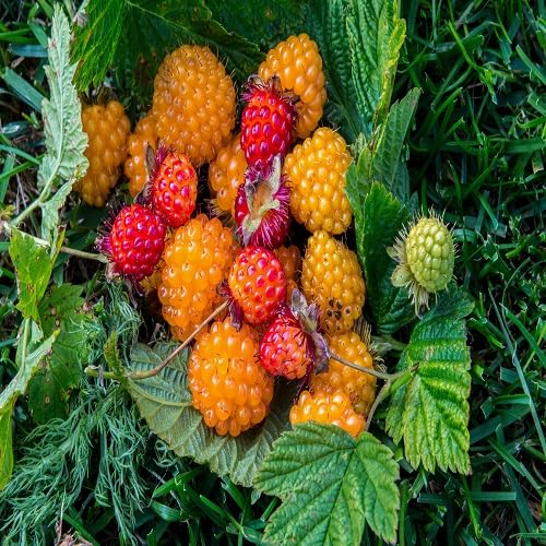 Salmonberry Seeds Heirloom Non-GMO High Germination Organic Garden Seeds for Planting