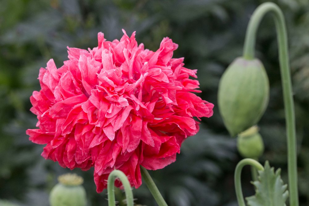 Doppelte Pfingstrose Rote Blumensamen – Alte Sorte, gentechnikfrei, hochkeimfähig für die Anpflanzung