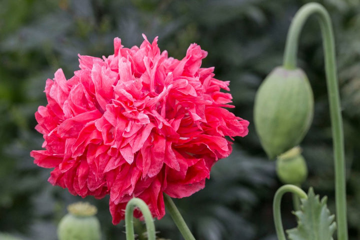 Doppelte Pfingstrose Rote Blumensamen – Alte Sorte, gentechnikfrei, hochkeimfähig für die Anpflanzung