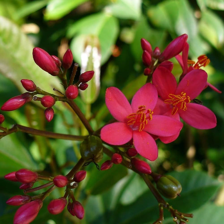 Jatropha Flower Seeds Pink – Heirloom, Non-GMO, High Germination Seeds