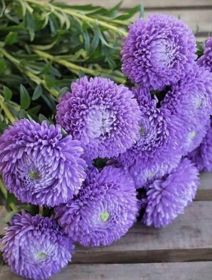 Semillas de flores de crisantemo morado para plantar – Herencia No-GMO Alta Germinación