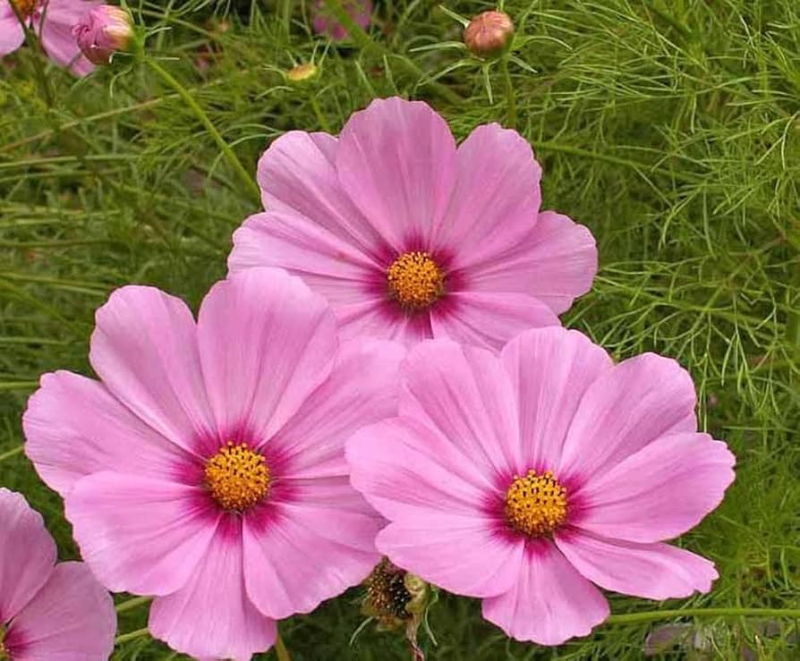 cosmos gloria flower seeds