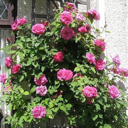Pink Zephirine Drouhin Flower Seeds – Heirloom, Non-GMO, High Germination Organic Garden Seeds for Planting Seeds for Planting
