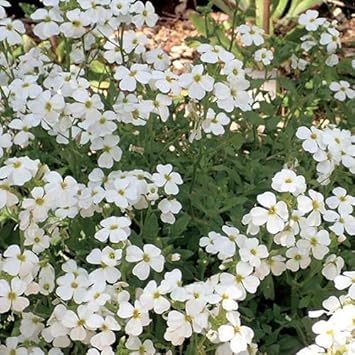 Semillas de Flores Aubrieta Blanca para Plantar – Semillas de Jardín Orgánicas de Alta Germinación, Variedad Antigua, No OGM
