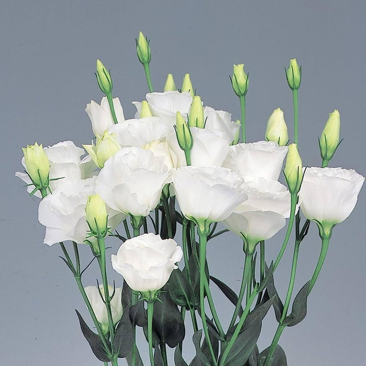 Semillas de flor Eustoma blanca – Herencia, no transgénicas, semillas de alta germinación