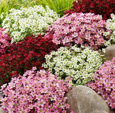 Semillas Mixtas de Flores de Saxífraga – Reliquia, sin OMG, Semillas Orgánicas de Jardín de Alta Germinación para Sembrar
