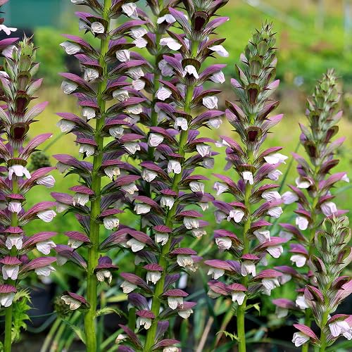 Purple Acanthus Flower Seeds for Planting – Heirloom Non-GMO High Germination Organic Garden Seeds