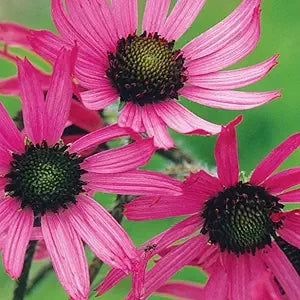 echinacea tennesseensis flower seeds