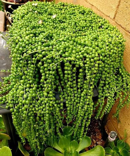 Pearl Chlorophytum Plant Seeds – Heirloom, Non-GMO, High Germination Organic Garden Seeds for Planting