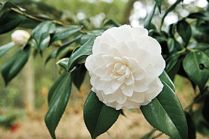 Semillas de Flores de Camelia Perenne Blanca Semillas Heredadas No-GMO de Alta Germinación para Sembrar