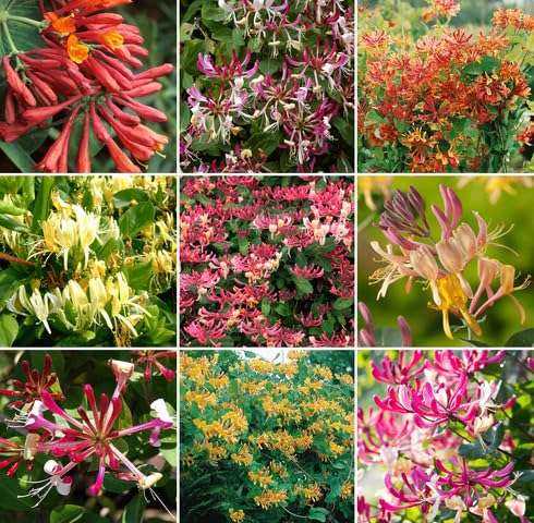 mixedhoneysuckleflowerheirloomnongmo flower seeds