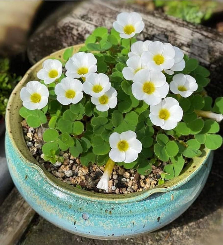 Oxalis Flower Seeds White Yellow – Heirloom, Non-GMO, High Germination Seeds