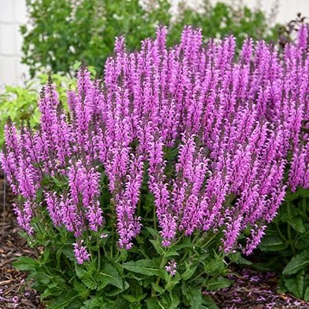 Purpur-Salbei-Pflanzensamen Erbstück gentechnikfrei hohe Keimrate Bio-Gartensamen zum Pflanzen