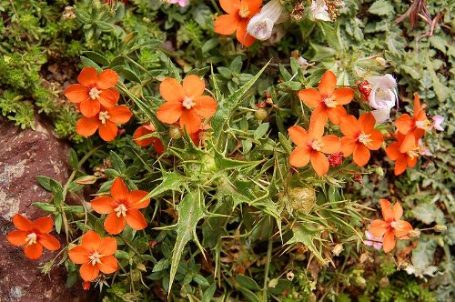 Orange Acker-Gauchheil-Samen – Alte Sorte, gentechnikfrei, hohe Keimfähigkeit, Bio-Gartensamen zum Pflanzen