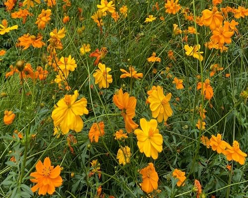 Cosmos Flower Seeds Perennial for Planting – Heirloom Non-GMO Organic Garden Seeds High Germination