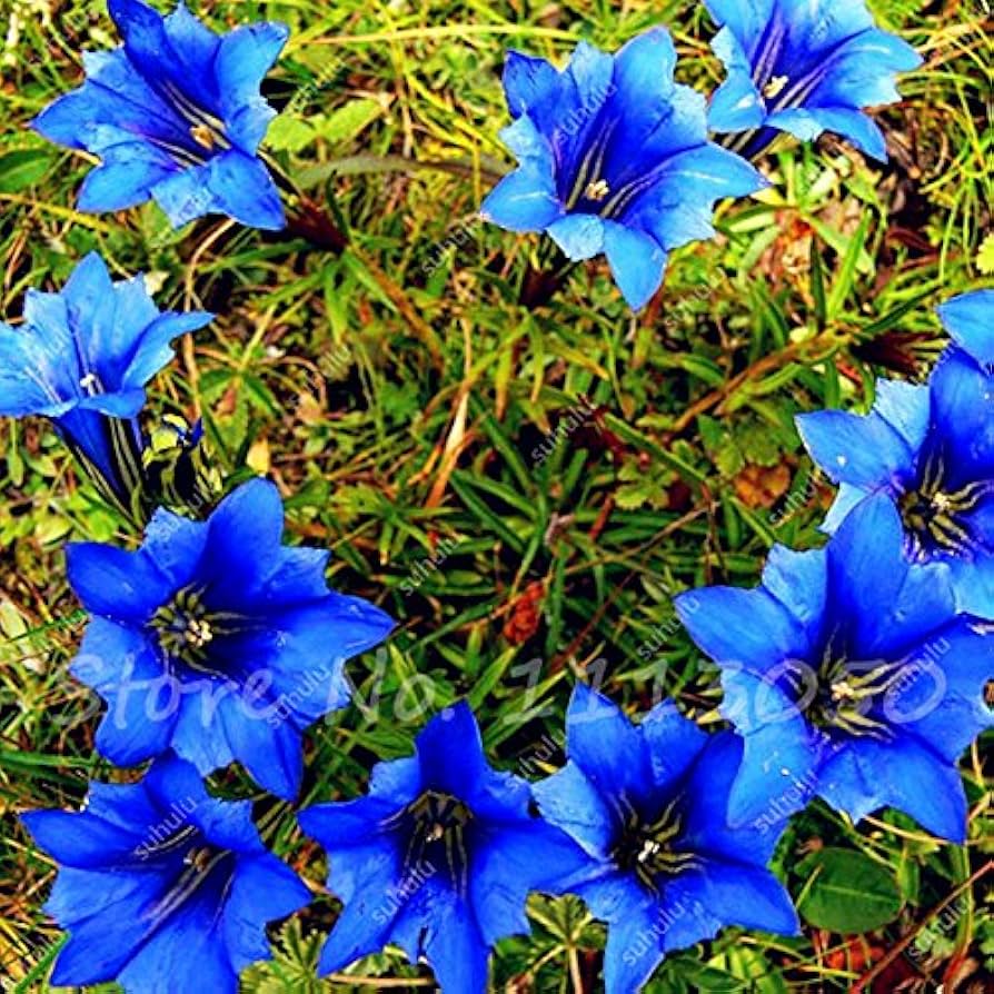 blue high flower seeds