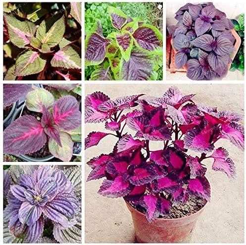 Perilla Perilla herb seeds