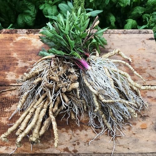 White Skirret Vegetable Seeds Heirloom Non-GMO High Germination Organic Garden Seeds for Planting