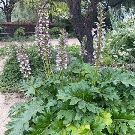 White Acanthus Mollis Flower Seeds Heirloom Non-GMO High Germination Organic Garden Seeds