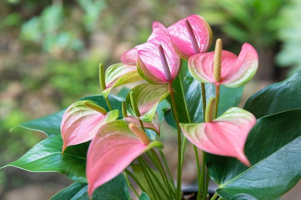 Pink Green Anthurium Flower Seeds for Planting – Heirloom Non-GMO High Germination Organic Seeds
