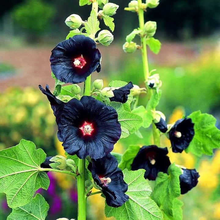 Black Hollyhock Flower Seeds for Planting – Heirloom Non-GMO Organic Garden Seeds