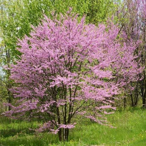 pink cercis flower seeds