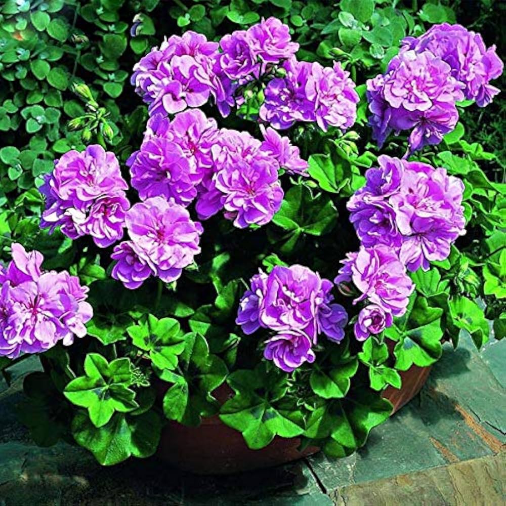 purple univalve flower seeds