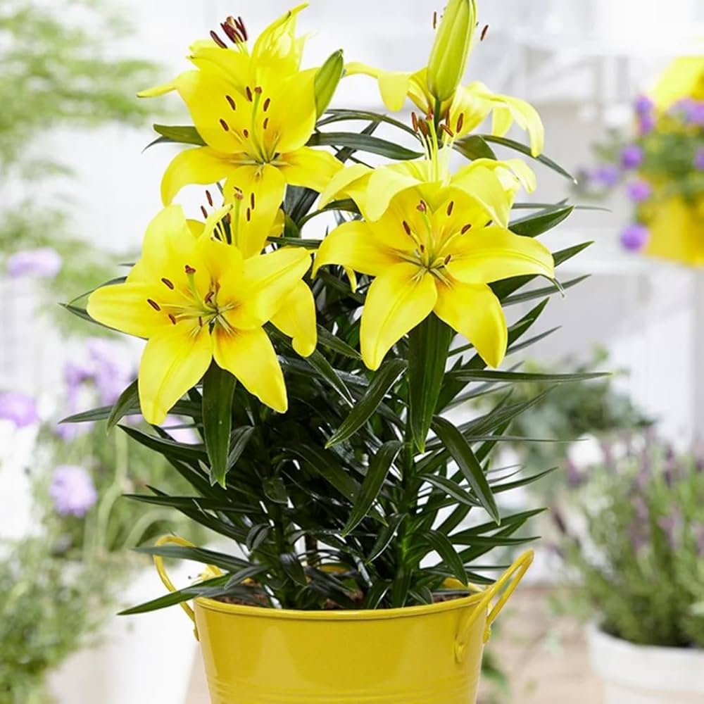 elegant lily flower seeds