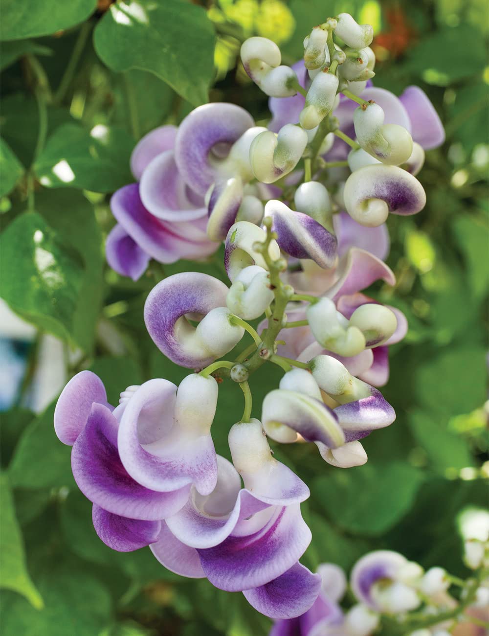 vigna caracalla flower seeds