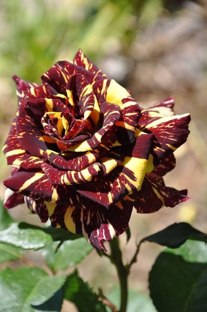 Maroon Yellow Rose Flower Seeds – Heirloom, Non-GMO, High Germination Seeds