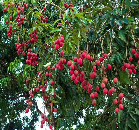 Litchi Seeds – Heirloom, Non-GMO, High Germination Organic Garden Seeds