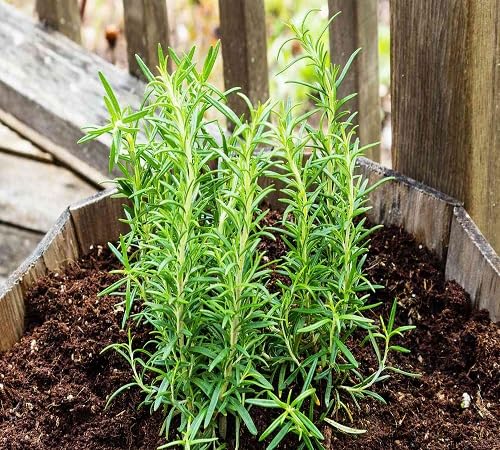 Rosemary Plant Seeds for Planting – Heirloom, Non-GMO, High Germination Organic Garden Seeds