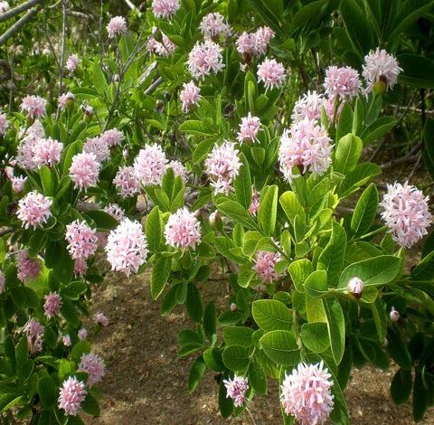 green dais flower seeds
