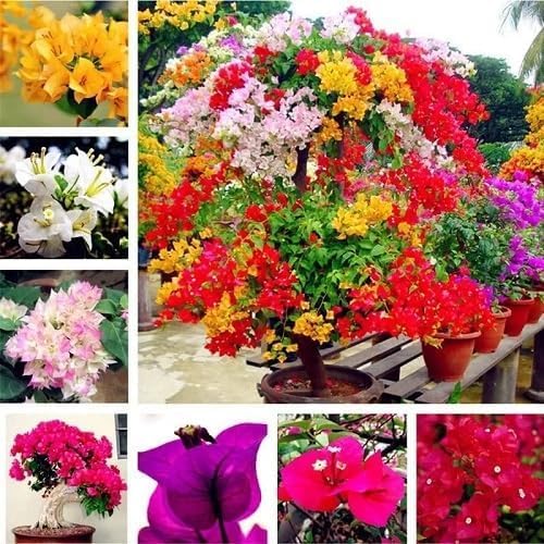 mixed bougainvillea flower seeds