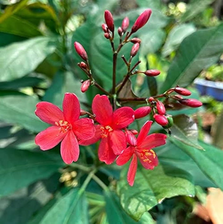 Red Jatropha Flower Seeds – Heirloom Non-GMO High Germination Organic Garden Seeds for Planting