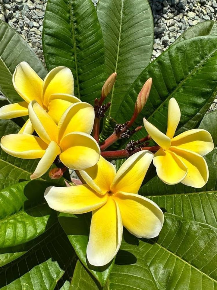 Yellow Champa Flower Seeds – Heirloom, Non-GMO, High Germination Seeds for Planting