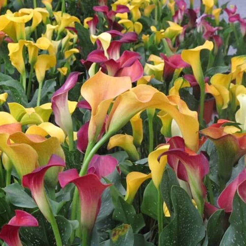 calla lily flower seeds
