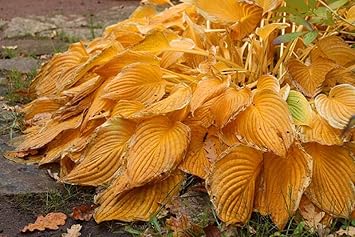 hosta orange seeds