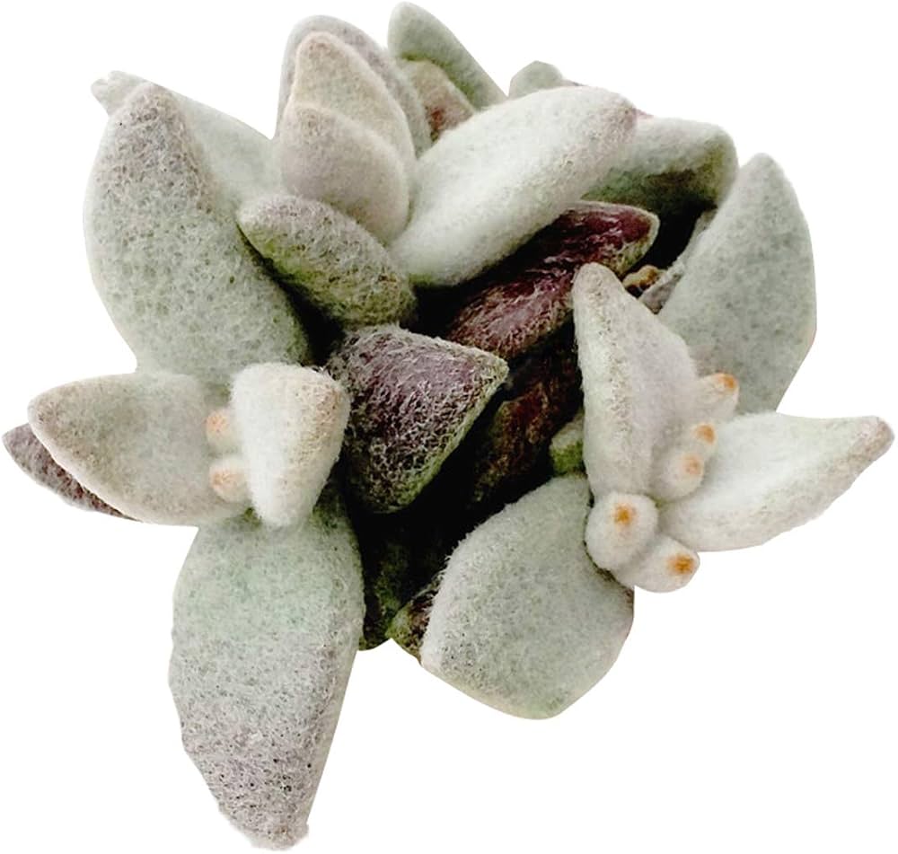 kalanchoe kalanchoe flower seeds