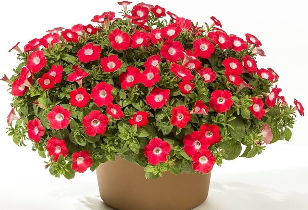 petunia freiheit flower seeds
