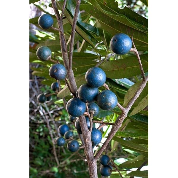 Rudraksha Fruit Seeds for Planting – Heirloom Non-GMO High Germination Organic Garden Seeds Spiritual &amp; Medicinal Trees Seeds for Planting