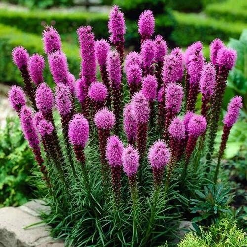 Liatris Flower Seeds – Heirloom, Non-GMO, High Germination Organic Garden Seeds for Planting