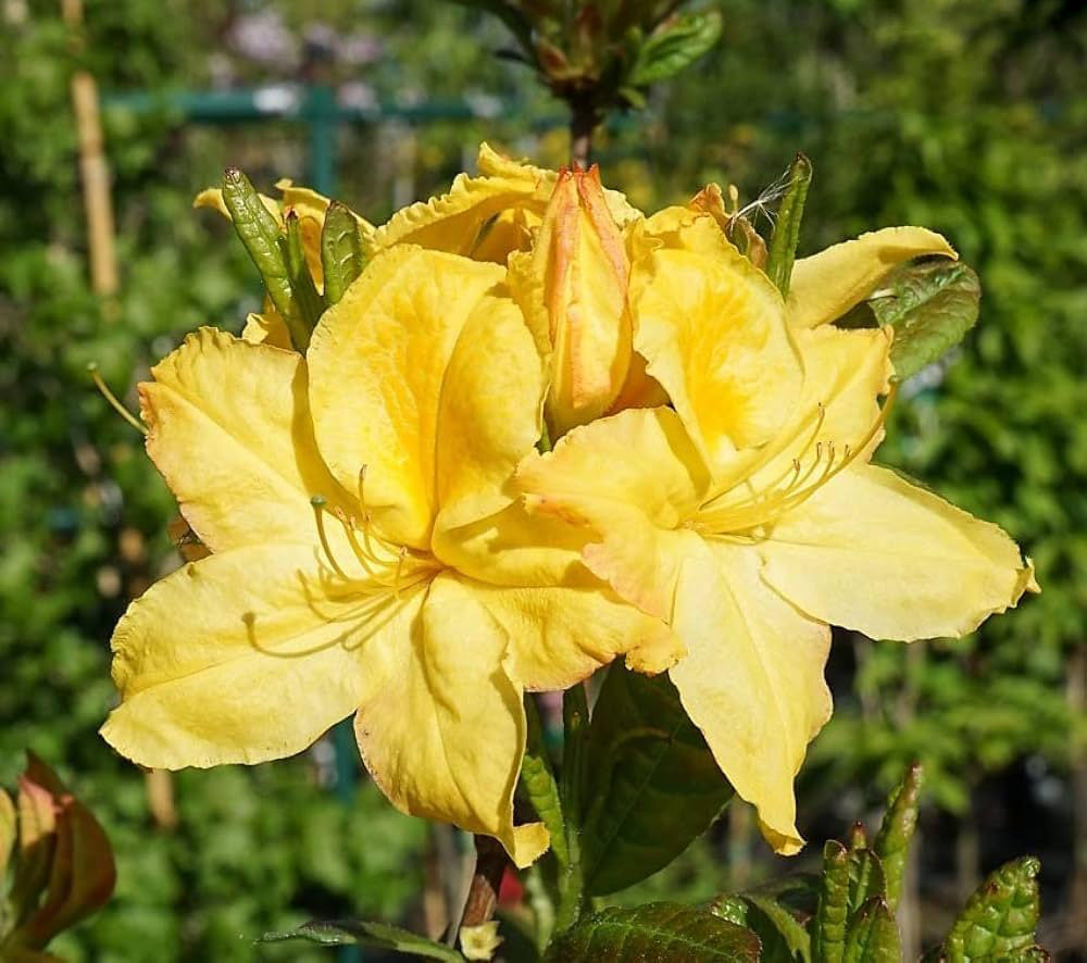 Yellow Azalea Flower Seeds for Planting – Heirloom Non-GMO High Germination Organic Seeds