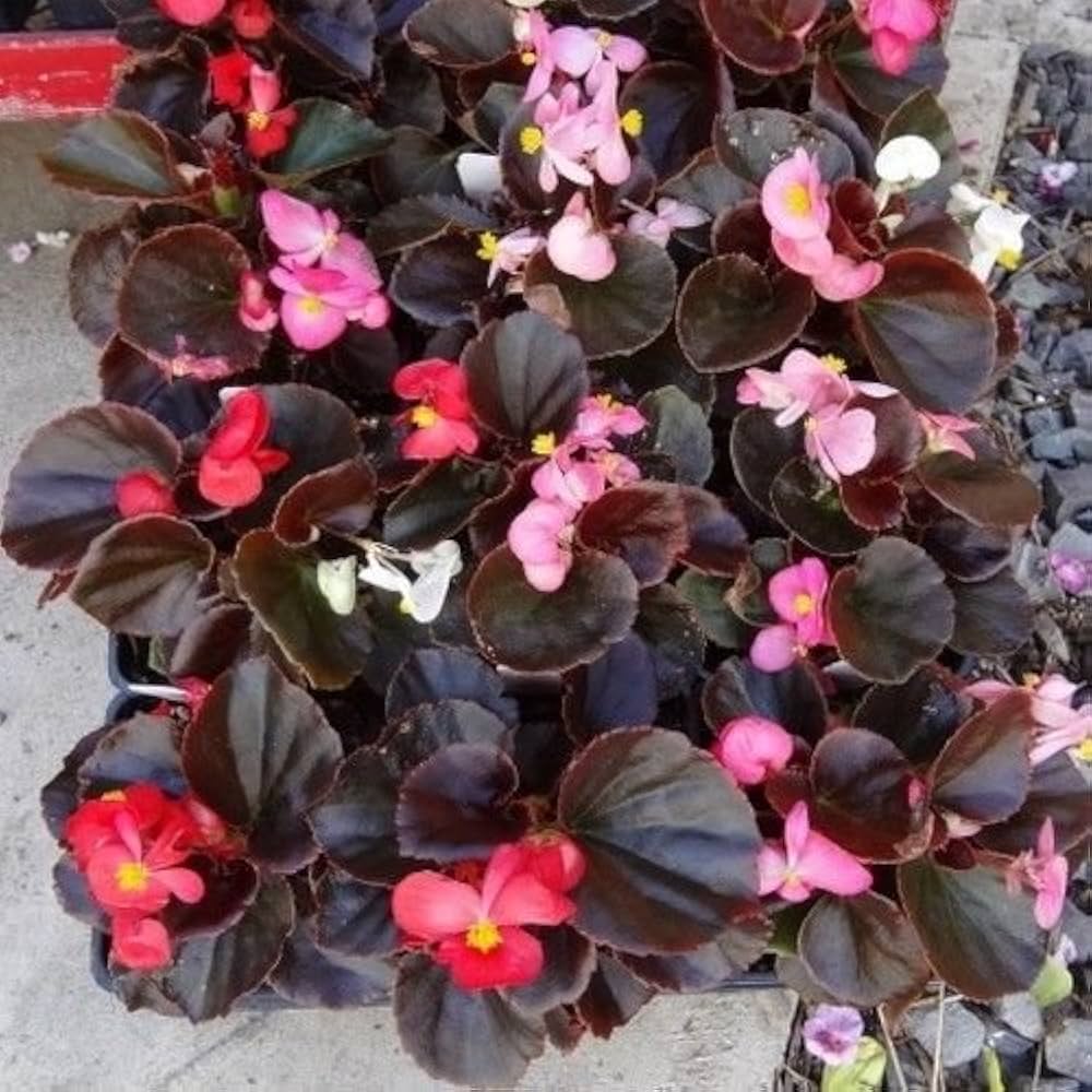 pelleted begonia flower seeds