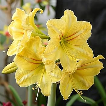 Yellow Amaryllis Flower Seeds for Planting – Heirloom Non-GMO High Germination Organic Seeds
