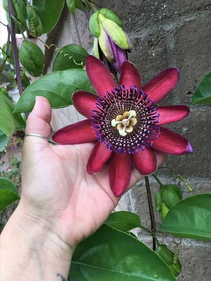 Maroon Passion Flower Seeds – Heirloom, Non-GMO, High Germination Seeds